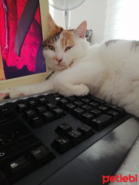 Tekir Kedi, Kedi  Fındık fotoğrafı