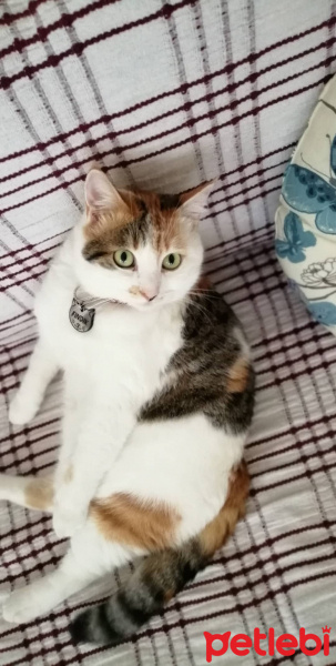 Tekir Kedi, Kedi  Fındık fotoğrafı