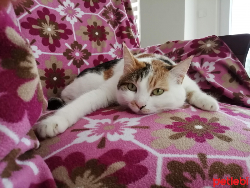 Tekir Kedi, Kedi  Fındık fotoğrafı