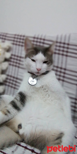 Tekir Kedi, Kedi  Çay fotoğrafı