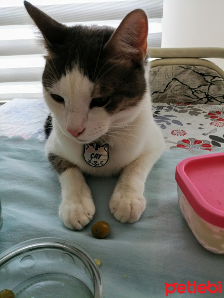 Tekir Kedi, Kedi  Çay fotoğrafı