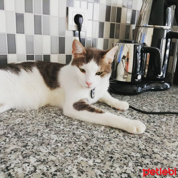 Tekir Kedi, Kedi  Çay fotoğrafı