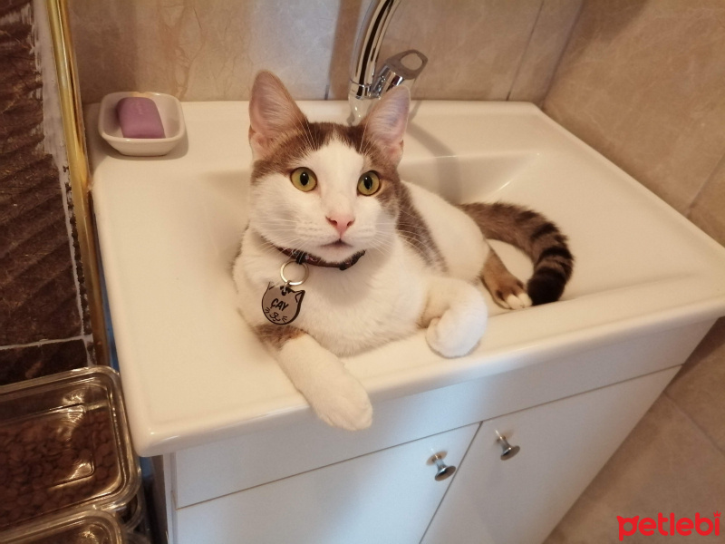 Tekir Kedi, Kedi  Çay fotoğrafı