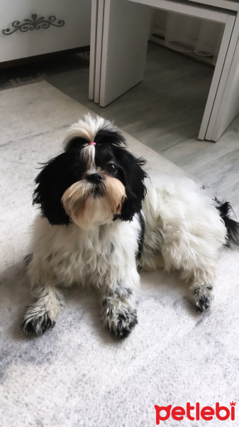 Shih Tzu, Köpek  Pufy fotoğrafı