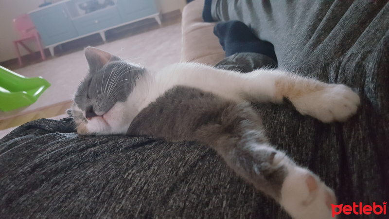 Tekir Kedi, Kedi  Tarçın fotoğrafı