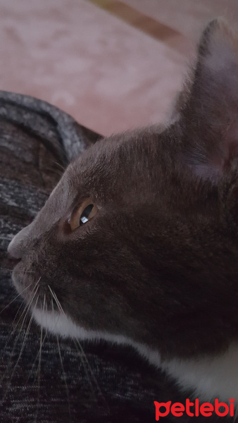Tekir Kedi, Kedi  Tarçın fotoğrafı