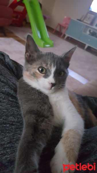 Tekir Kedi, Kedi  Tarçın fotoğrafı