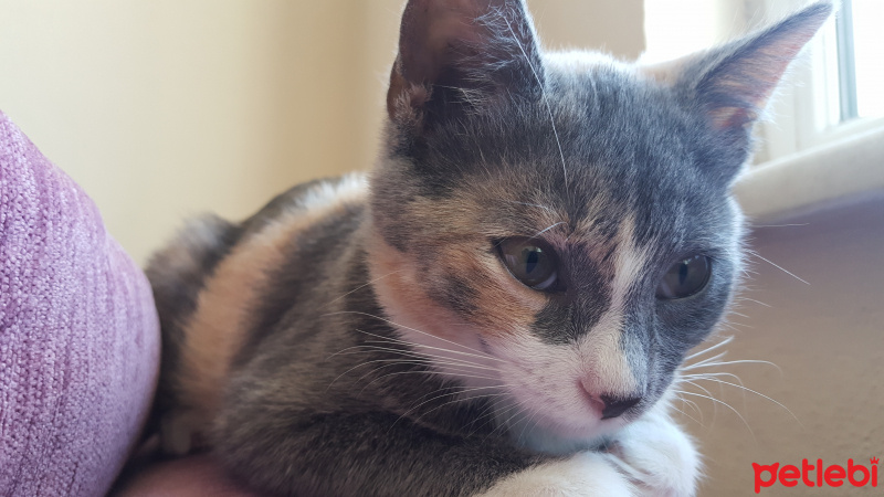 Tekir Kedi, Kedi  Tarçın fotoğrafı