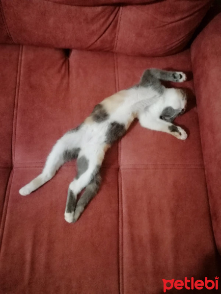 Tekir Kedi, Kedi  Tarçın fotoğrafı