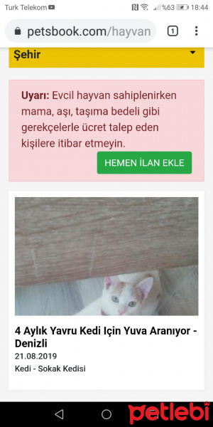 Tekir Kedi, Kedi  Lolipop fotoğrafı