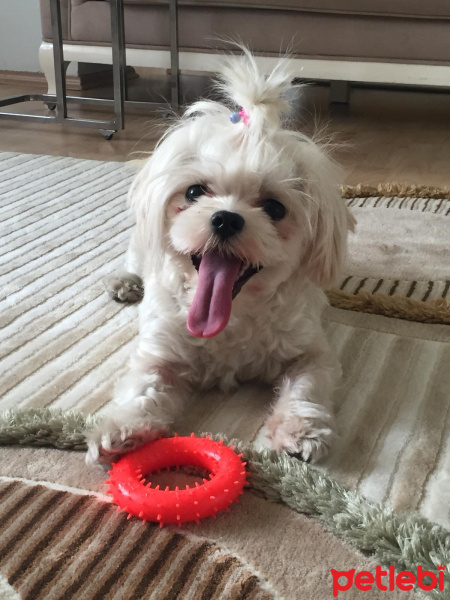 Maltese, Köpek  Hera fotoğrafı