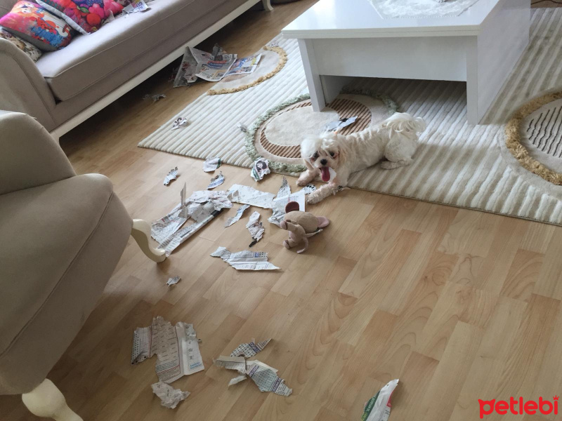 Maltese, Köpek  Hera fotoğrafı