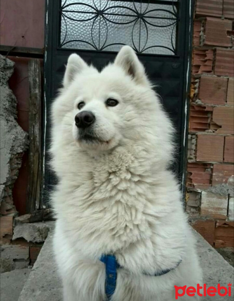 Samoyed, Köpek  Leydi fotoğrafı