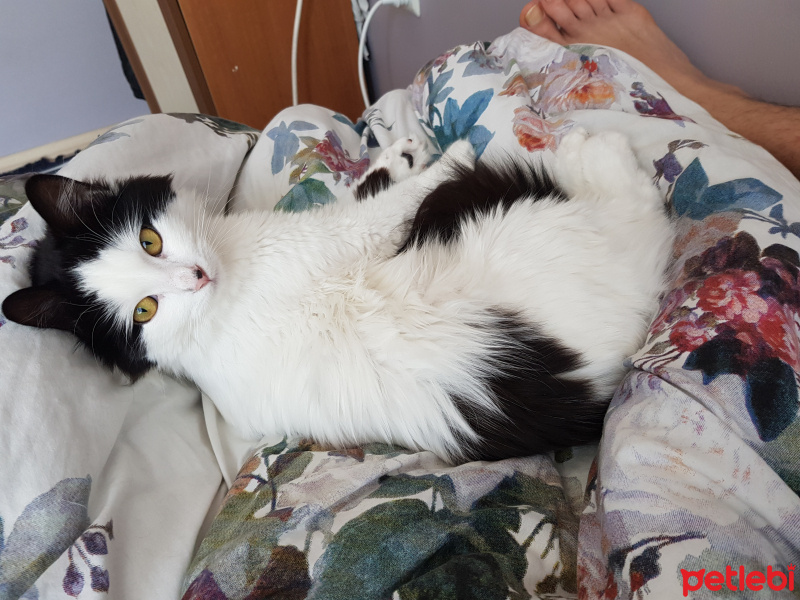 Tekir Kedi, Kedi  Sultan fotoğrafı