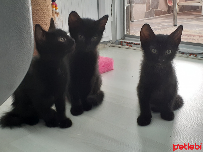 Tekir Kedi, Kedi  Siyah fotoğrafı