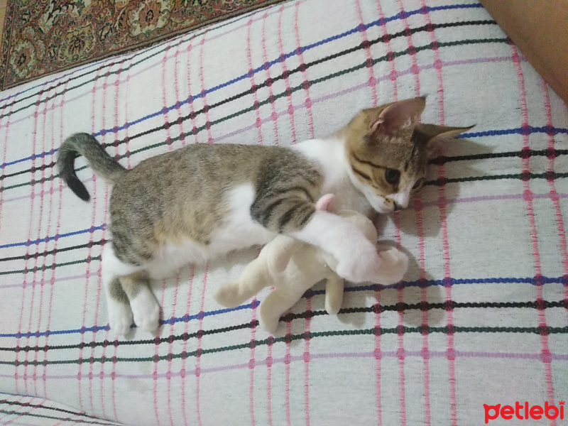 Tekir Kedi, Kedi  Pamuk fotoğrafı