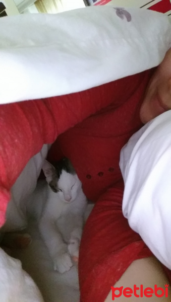 Tekir Kedi, Kedi  Kar fotoğrafı