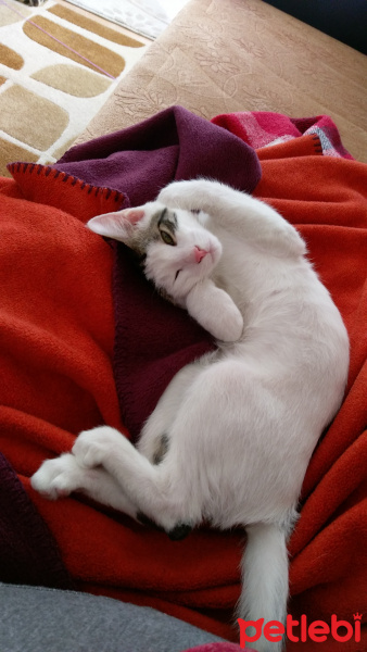Tekir Kedi, Kedi  Kar fotoğrafı