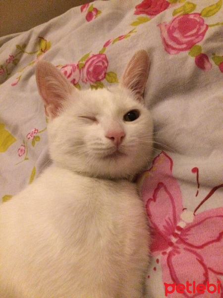 Van Kedisi, Kedi  Pamuk fotoğrafı
