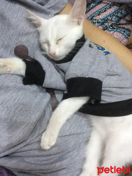 Van Kedisi, Kedi  Pamuk fotoğrafı