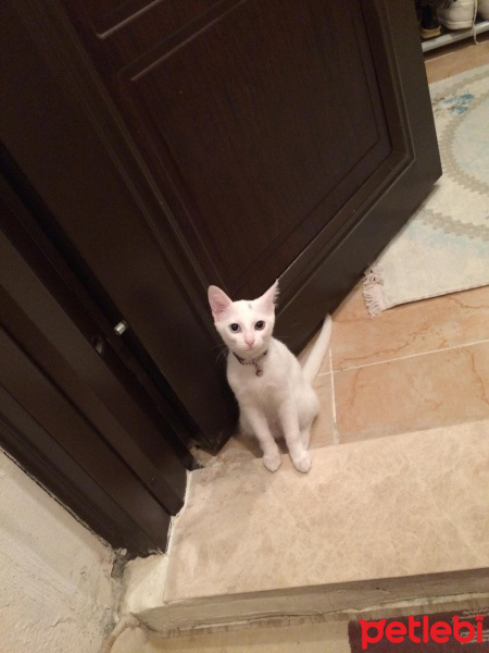Van Kedisi, Kedi  Pamuk fotoğrafı