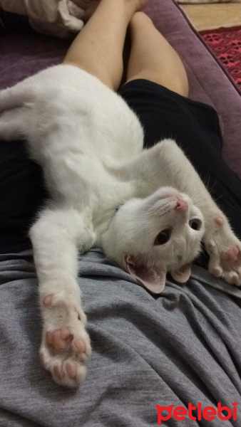 Van Kedisi, Kedi  Pamuk fotoğrafı