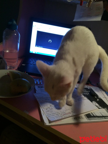 Van Kedisi, Kedi  Pamuk fotoğrafı