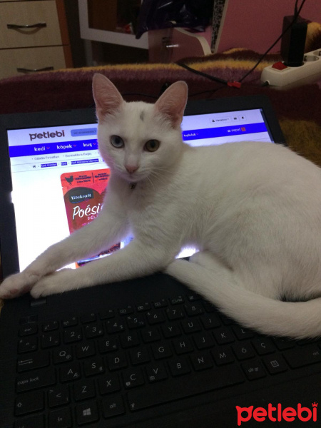 Van Kedisi, Kedi  Pamuk fotoğrafı