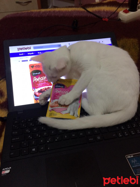 Van Kedisi, Kedi  Pamuk fotoğrafı