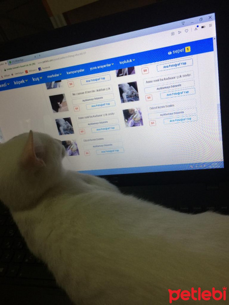 Van Kedisi, Kedi  Pamuk fotoğrafı