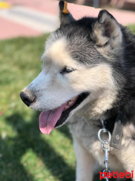 Sibirya Kurdu (Husky), Köpek  Daisy fotoğrafı