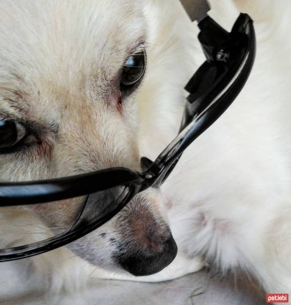 Chihuahua, Köpek  Şeker fotoğrafı