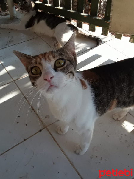 Tekir Kedi, Kedi  korkak fotoğrafı