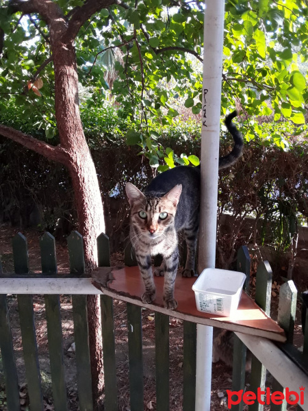 Tekir Kedi, Kedi  köfte fotoğrafı