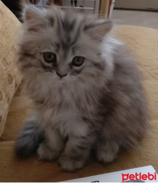 Chinchilla, Kedi  Maya fotoğrafı