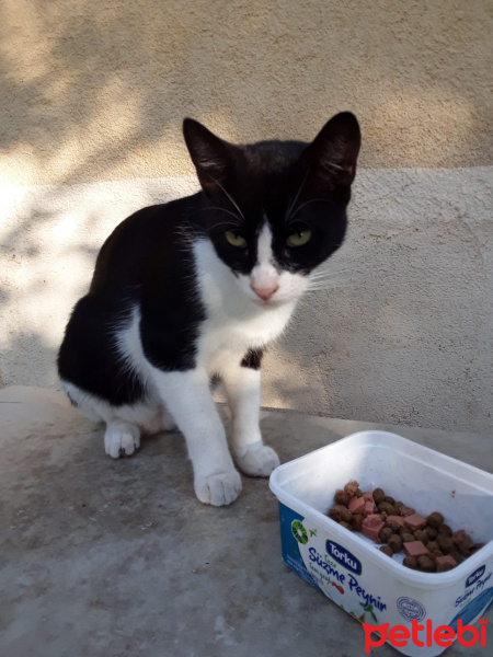 Tekir Kedi, Kedi  çirkin fotoğrafı