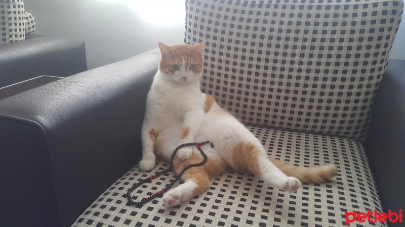 Sarman, Kedi  Hachi fotoğrafı