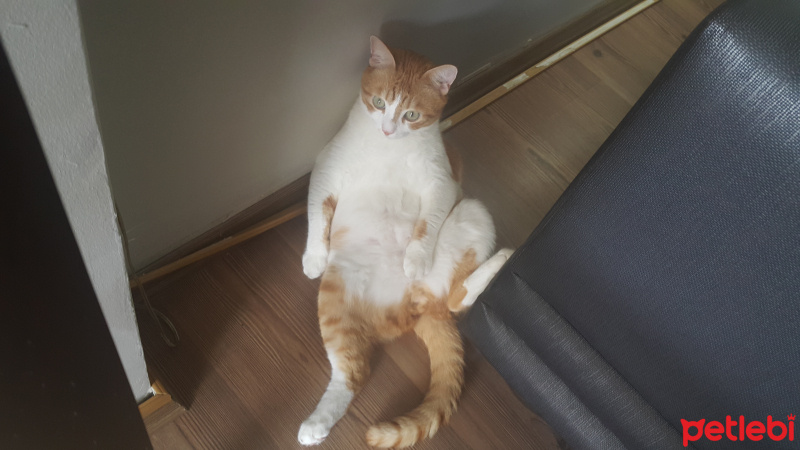 Sarman, Kedi  Hachi fotoğrafı