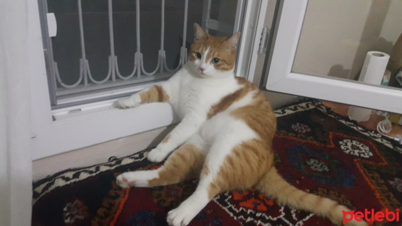 Sarman, Kedi  Hachi fotoğrafı