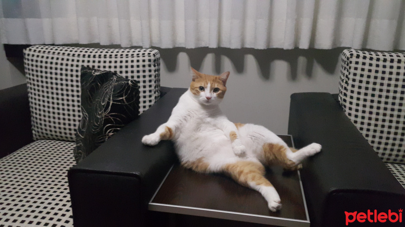 Sarman, Kedi  Hachi fotoğrafı