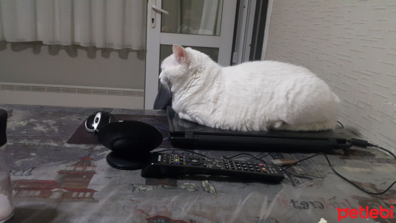 Ankara Kedisi, Kedi  Kontes fotoğrafı