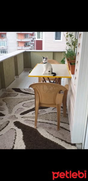 Tekir Kedi, Kedi  Marcus fotoğrafı