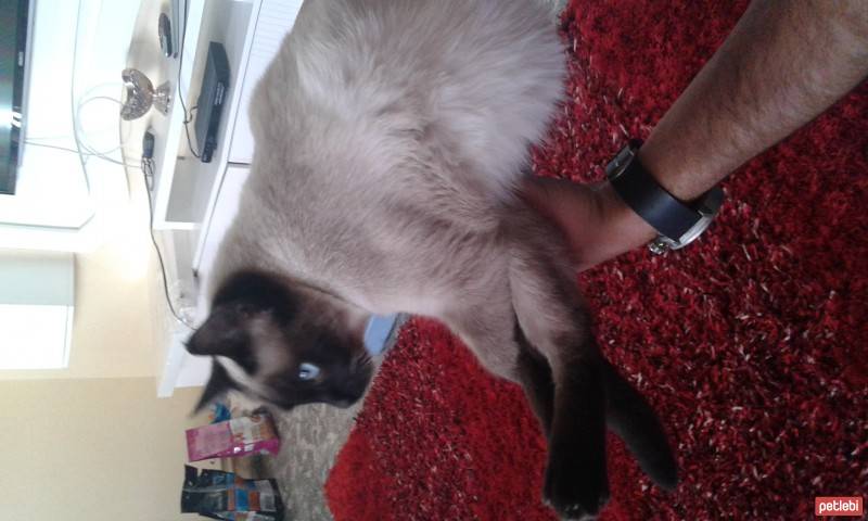 Australian Mist, Kedi  misty fotoğrafı