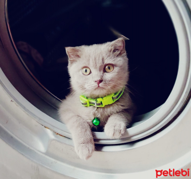 Scottish Fold, Kedi  Bingo fotoğrafı