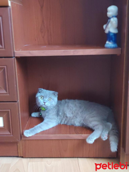 Scottish Fold, Kedi  Bingo fotoğrafı