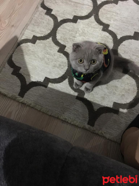 Scottish Fold, Kedi  Bingo fotoğrafı