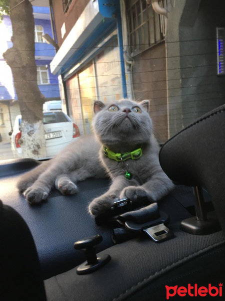 Scottish Fold, Kedi  Bingo fotoğrafı