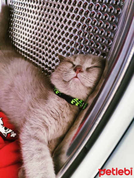 Scottish Fold, Kedi  Bingo fotoğrafı