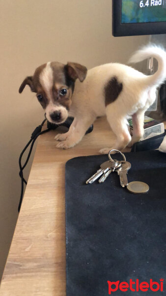 Jack Russell Terrier, Köpek  İsimsiz fotoğrafı