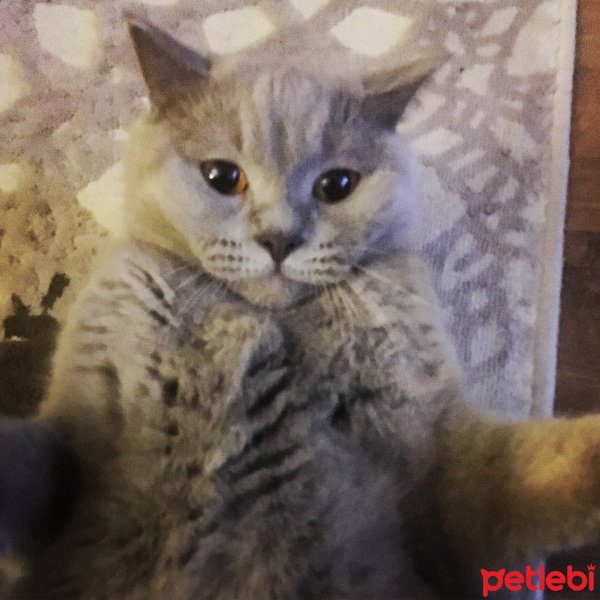 British Shorthair, Kedi  Luffy fotoğrafı